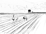 Crane family foraging; irrigation machine